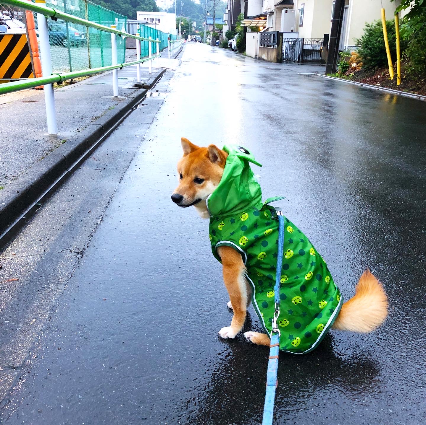 雨ですね〜。